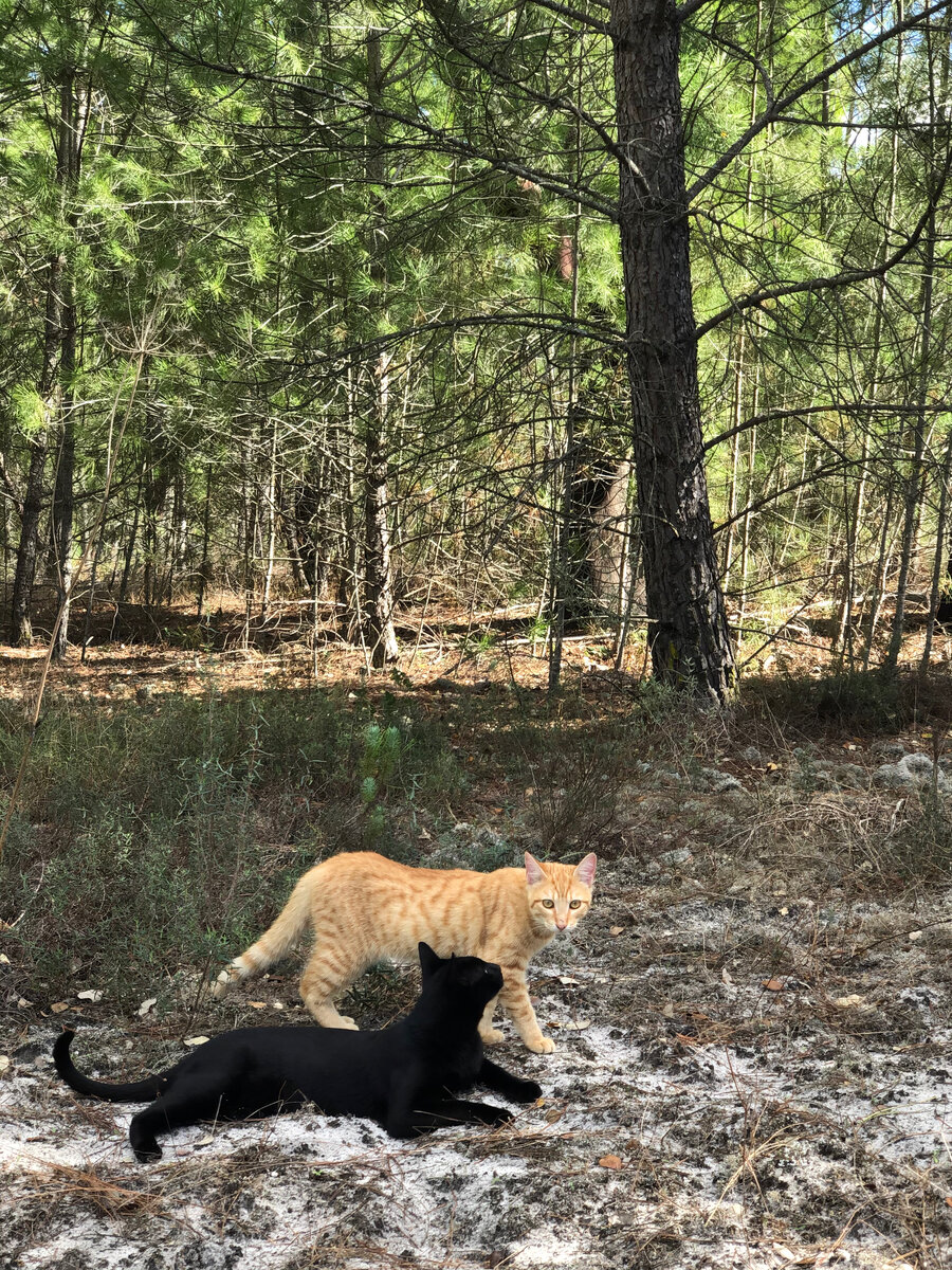 Коты тоже любят с нами в лес ходить 