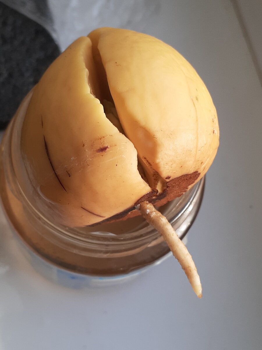 Пророс корень