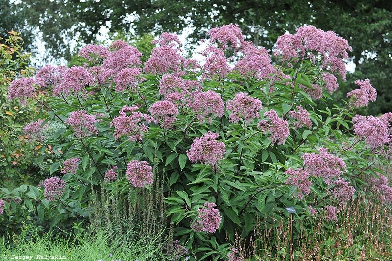 Посконник. 2 фото, листайте