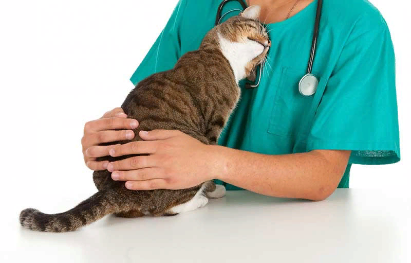 Болезни кошек новокосино