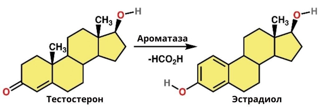 Ароматаза легко и просто превращает тестостерон в эстрадиол