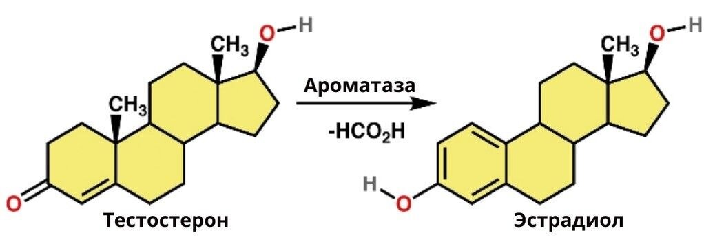 Схема образования тестостерона