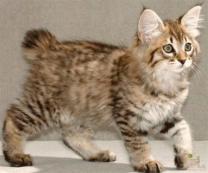 Американский бобтейл