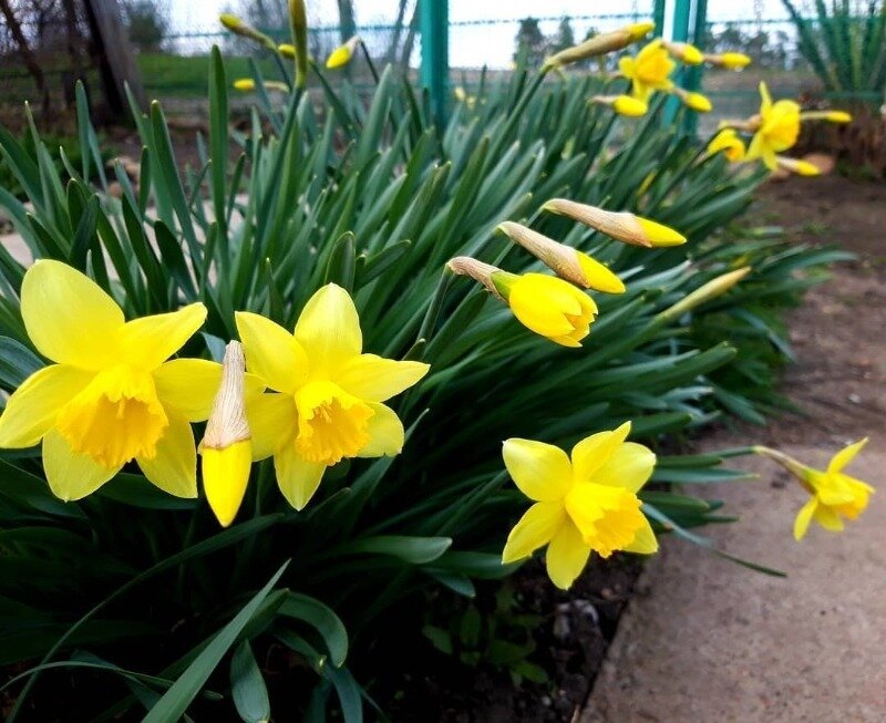 Душистые весенние цветы потребуют рыхлой почвы, зато их луковицы не страдают от грызунов. (Фото используется по стандартной лицензии ©hozvopros.com)