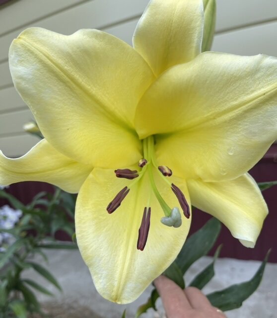 СЕЙЧАС ВОТ ТАКАЯ КРАСАВИЦА ЦВЕТЕТ. 25 СМ В ДИАМЕТРЕ