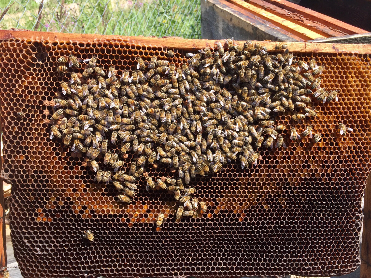 Пчелки обживаются