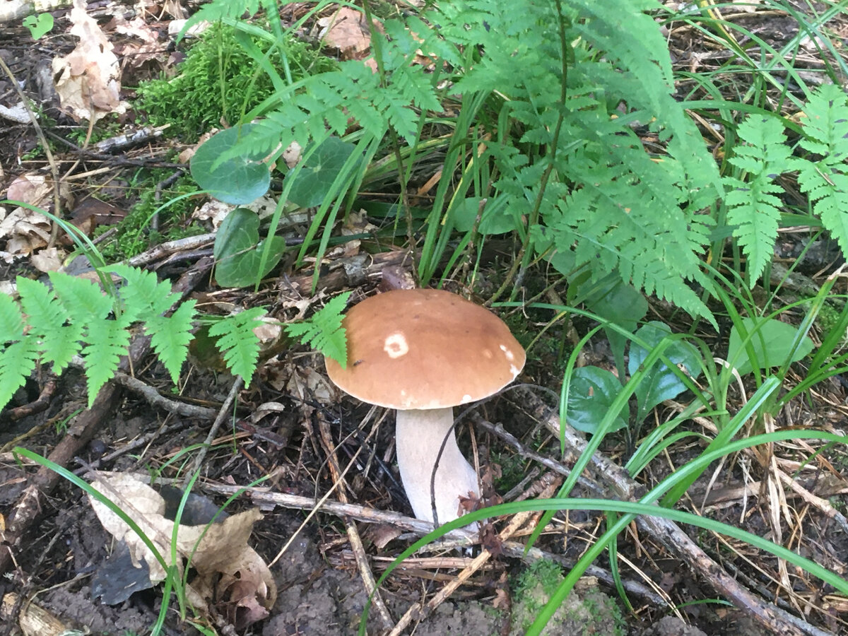 Под деревней Воробьи