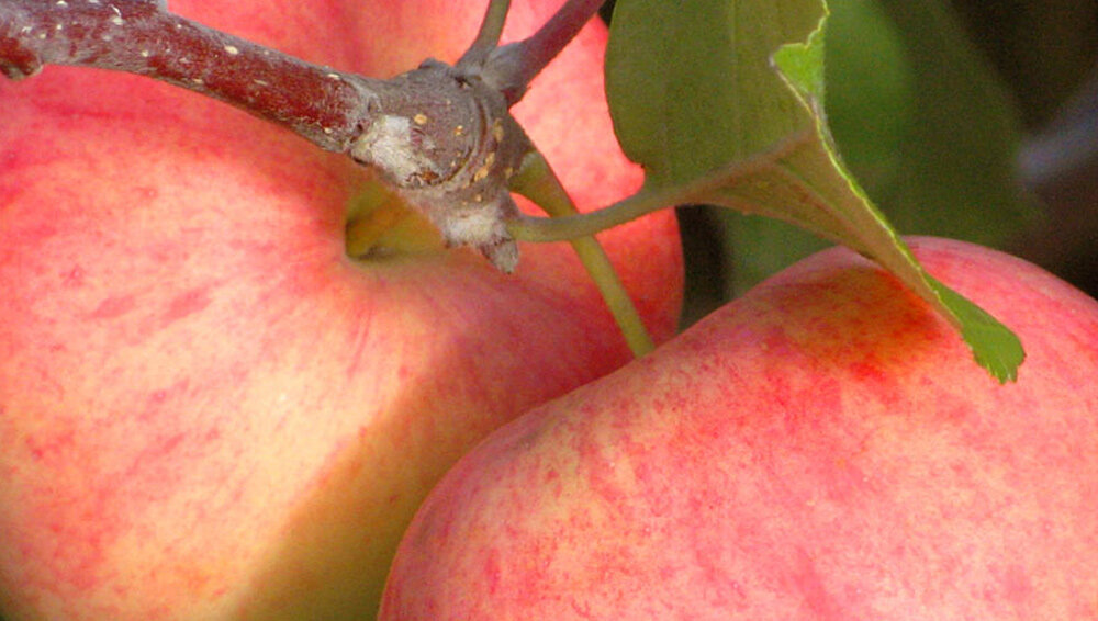ТОП самых популярных сортов яблонь от НПО «Сады России»