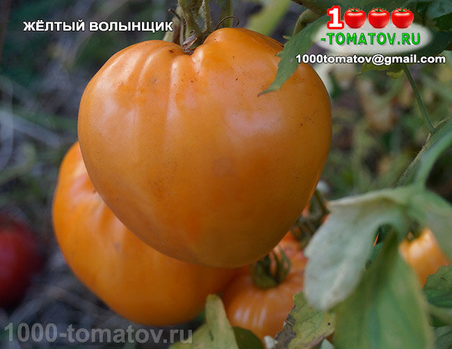 Томат Жёлтый волынщик ФОТО 1
