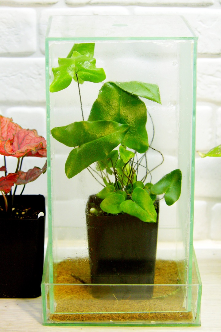 Папоротник Хемионитис арифолия Фото и коллекция автора masteritayaplants