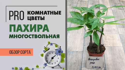 Пахира многоствольная - самое при самое неприхотливое комнатное растение