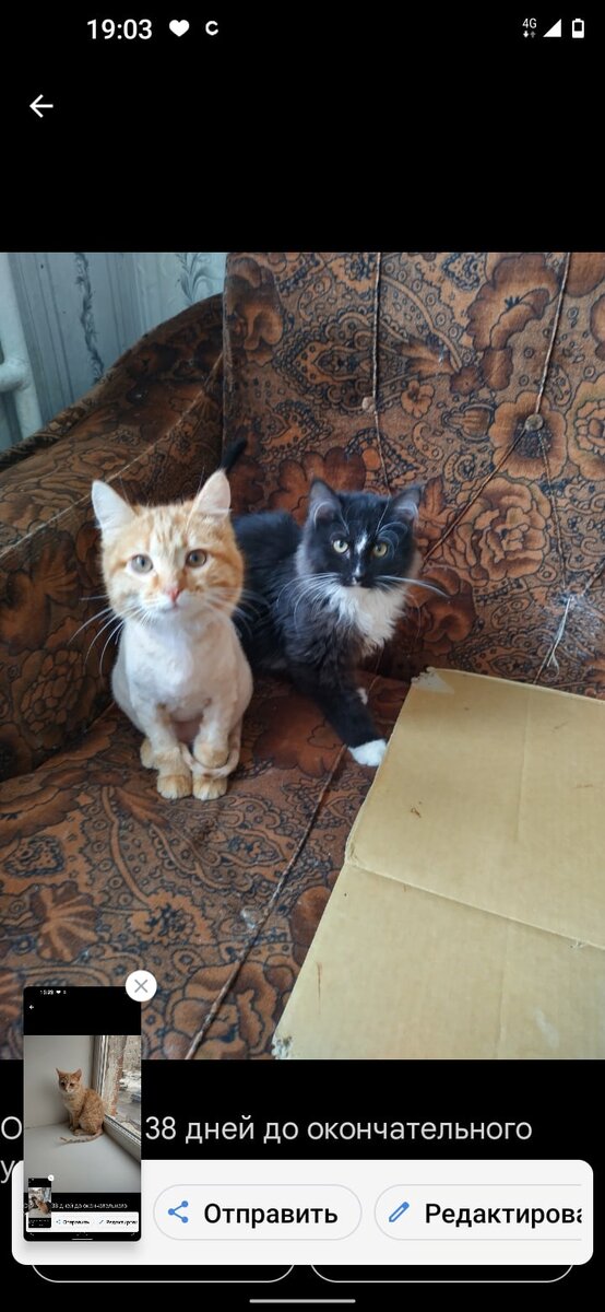 Малышам не повезло родиться в Нефтекамске,  но им повезло с куратором Альфией. Все это время она занимала деньги, чтобы снимать квартиру для котиков с лишаём. К нам она обратилась  в крайнюю нужду.