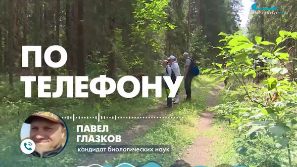 Петербуржцам посоветовали идти в лес за черникой и морошкой. Видео © Телеканал "Санкт-Петербург"