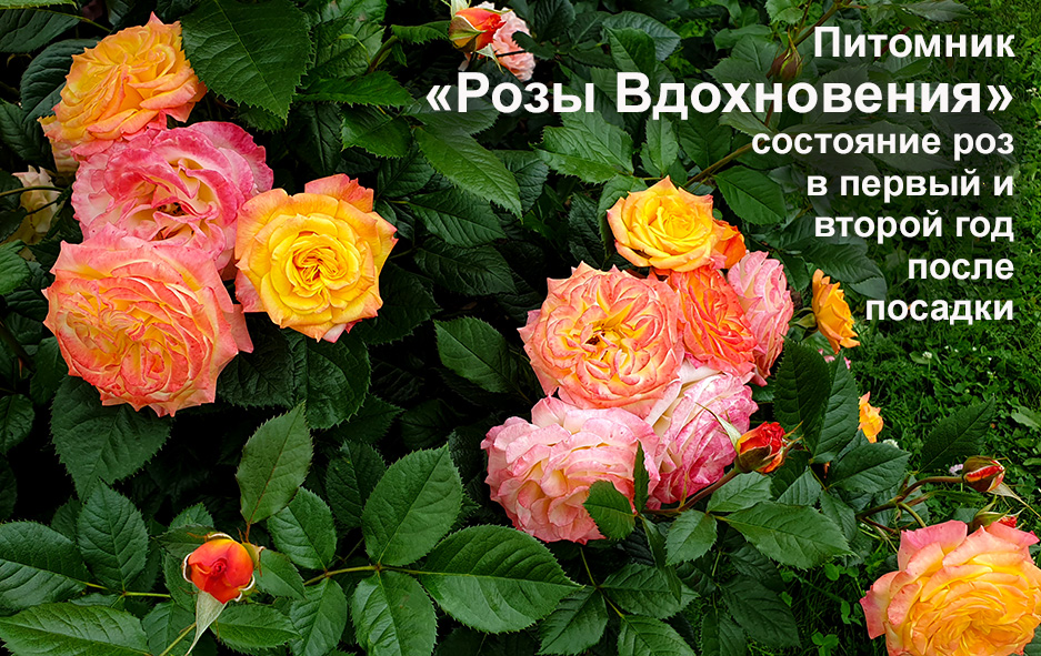 Вдохновение розы саженцы. Питомник роз розы вдохновения. Розы вдохновения. Вдохновение розы каталог.