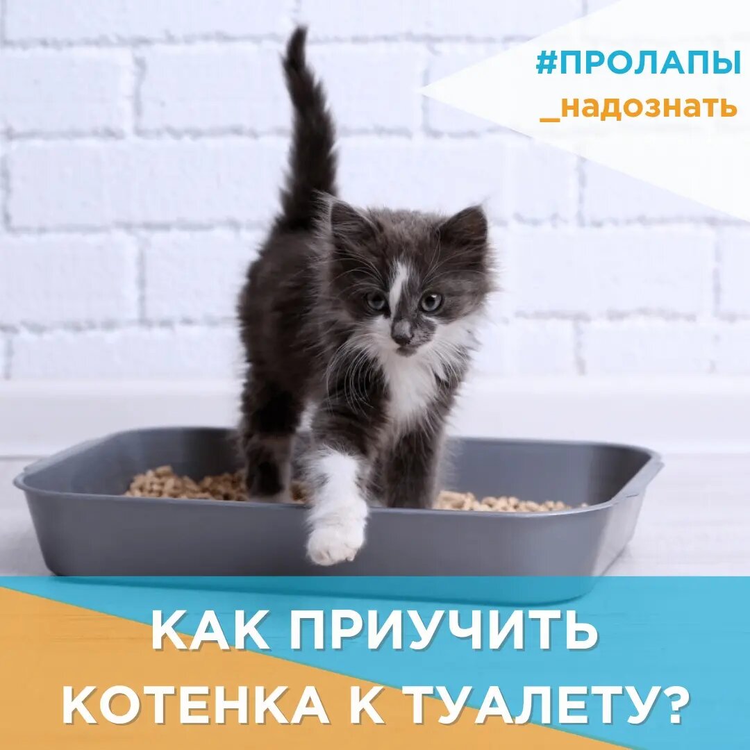 Как приучить котёнка к туалету 🚽 | Фонд ПРО ЛАПЫ | Дзен