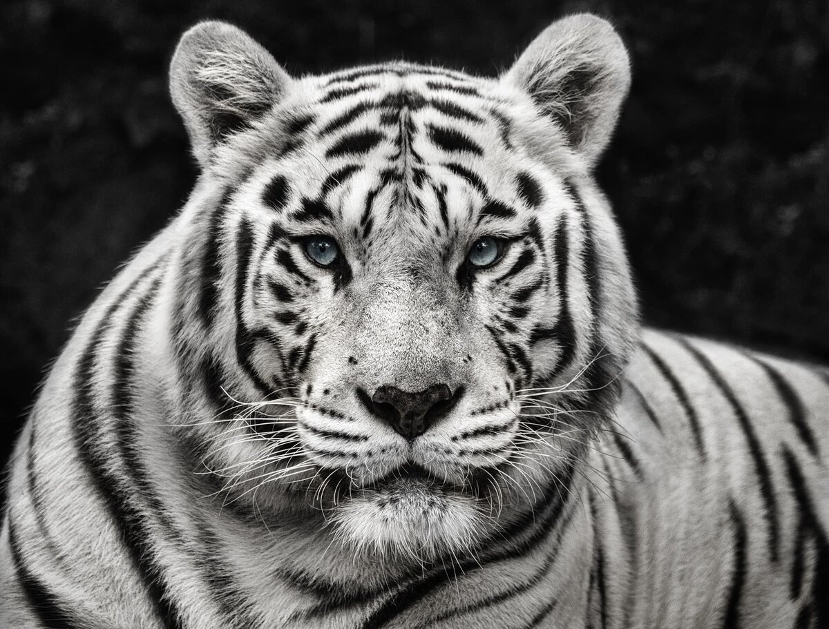  David Yarrow Photography /    / * 1966 (      )