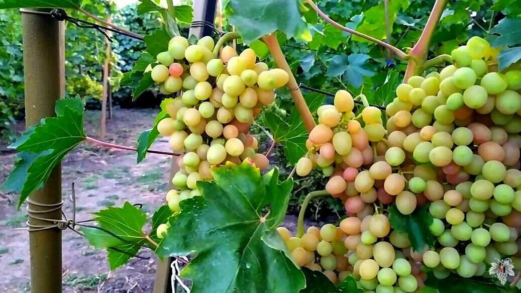 Что делать с виноградом в августе. Получаем богатый урожай
