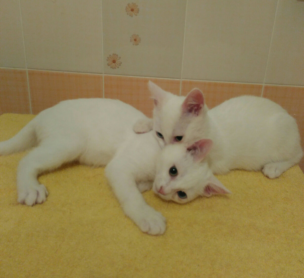 Розовые ушки и полосочки поредевшей шерсти, но я еще не догадываюсь, что у них лишай.