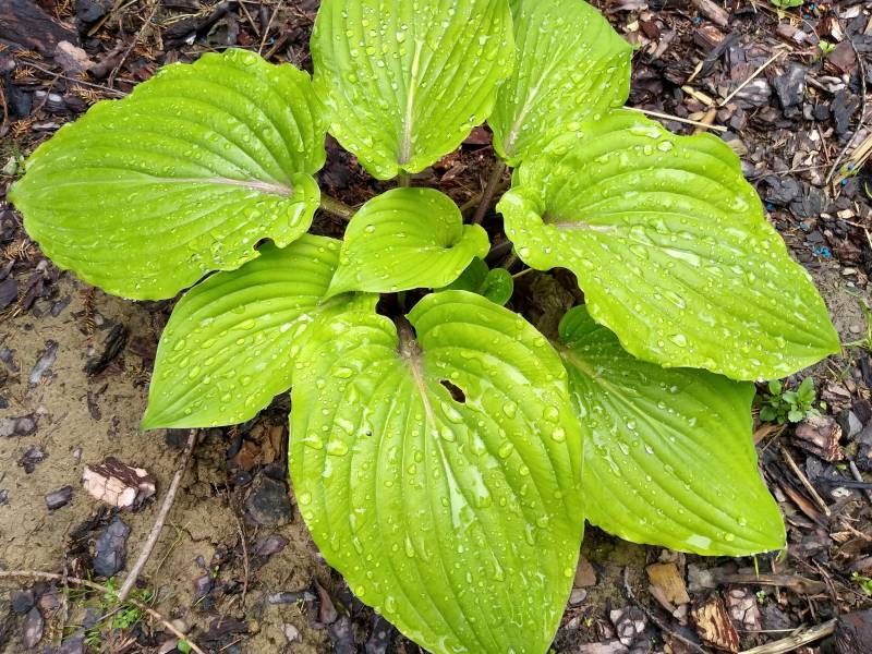 Хоста Red Hostas