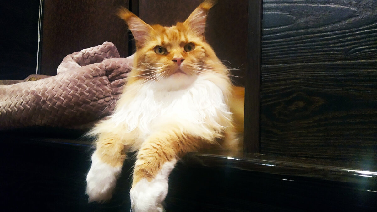 Мейн кун Степа.