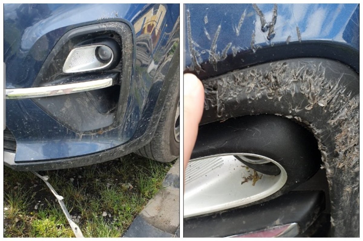    В Гурьевске машину жительницы Новосибирска погрызла стая собак