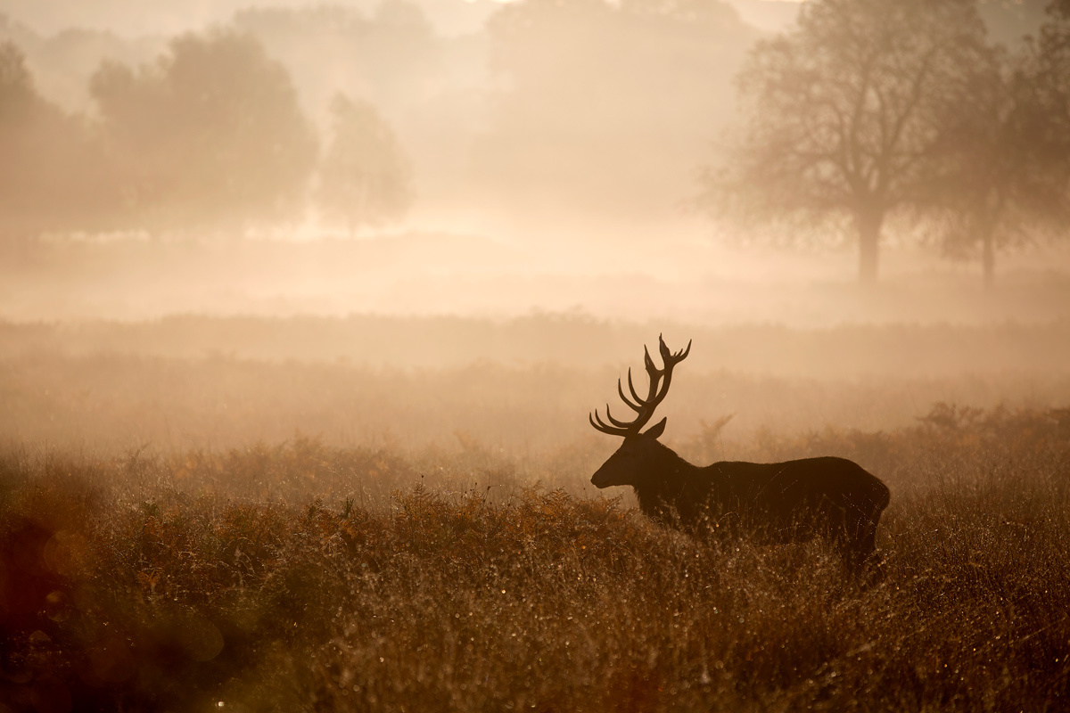    Фото: Mark Bridger / Shutterstock.com