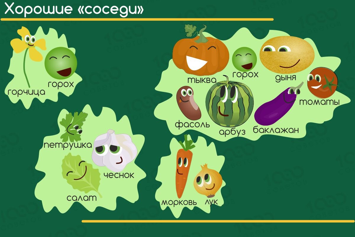 Свекла и горох на одной грядке схема посадки