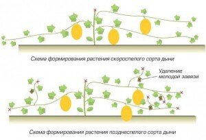 Прищипку осуществляем после пятого листа у скороспелых сортов. У позднеспелых, добавочно удаляем новые побеги и на боковых плетях.Чем меньше будет дынь на побеге, тем крупнее и вкуснее будут плоды.
Хорошего Вам урожая!
P.S. Не забывайте подписываться на мой канал и ставить лайки. 