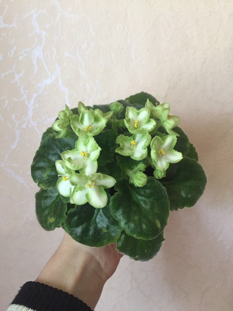 Результат моих стараний