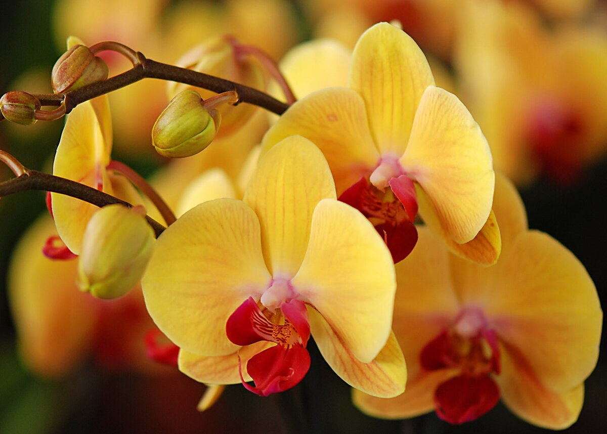 Почему у орхидеи вялые листья и что с этим делать