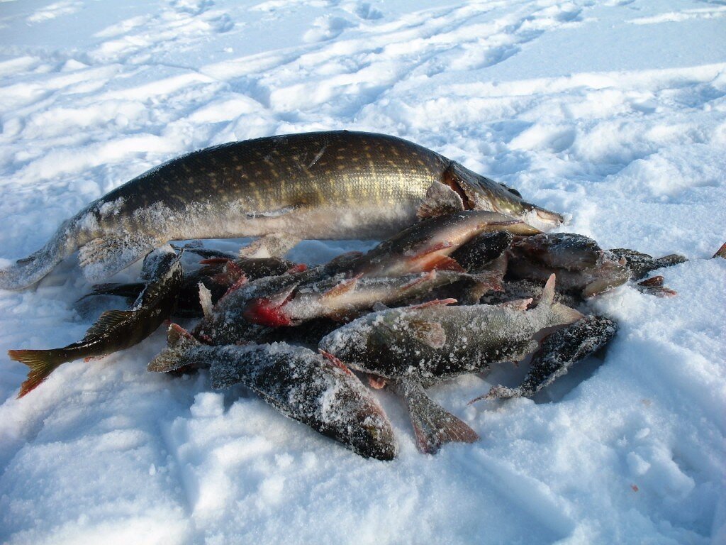                                  улов на блесну