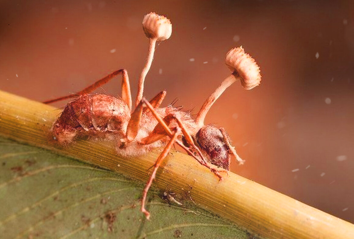 муравей-зомби