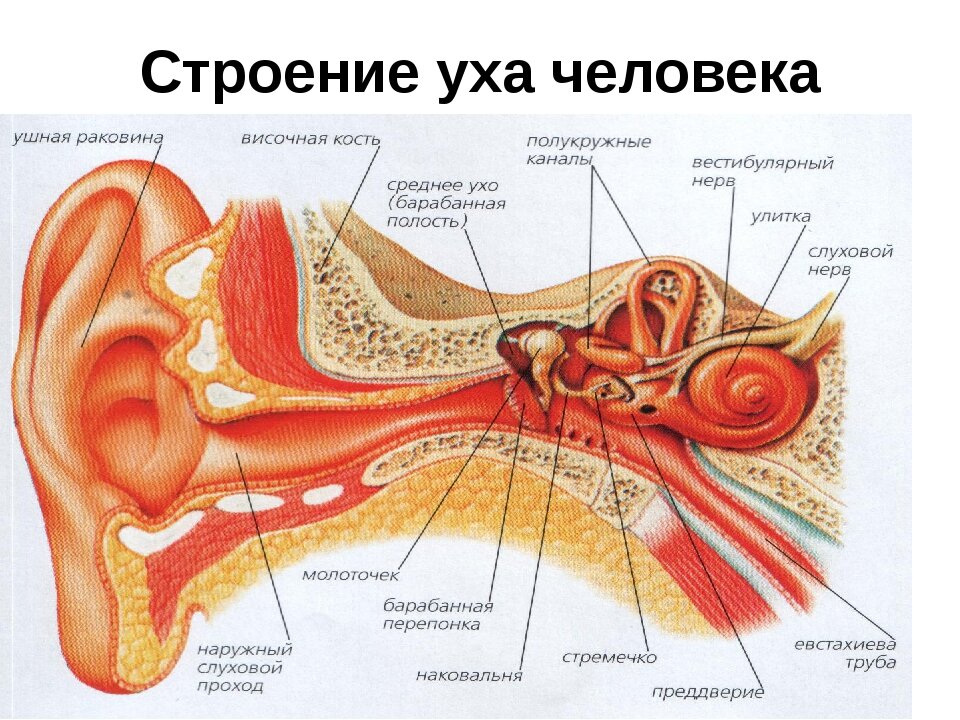 Какой цифрой на рисунке обозначен слуховой нерв