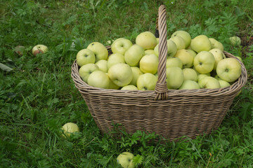 Секреты урожая яблок от наших читателей (возьмите на заметку)