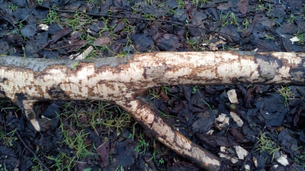 Ствол поваленного дерева, погрызенный бобрами. Фото из интернета.
