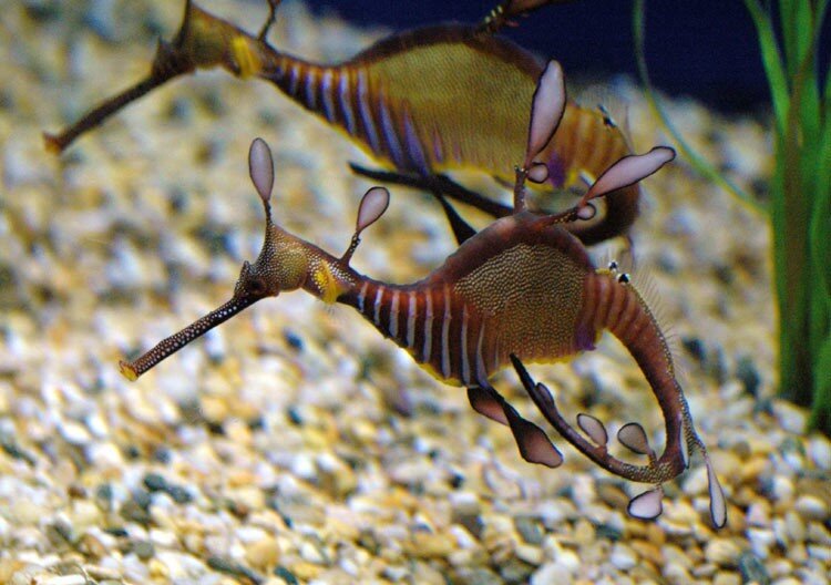 Конь это не внешность, а состояние души