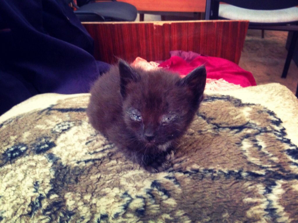 Наша болелка 