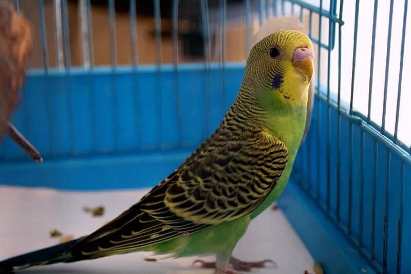 волнистые попугаи зоомагазин васильева. зоомагазин волнистые попугаи. волнистые попугаи на птичьем рынке. зоомагазин волнистые попугаи. волнистые попугаи в зоомагазине.