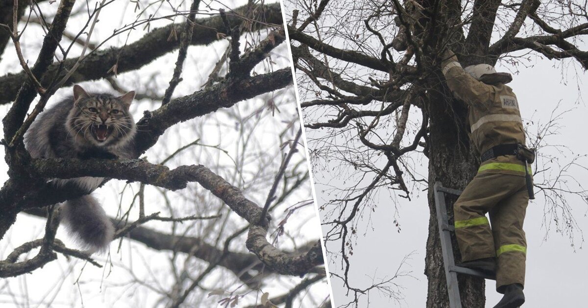 3. Специализированные породы