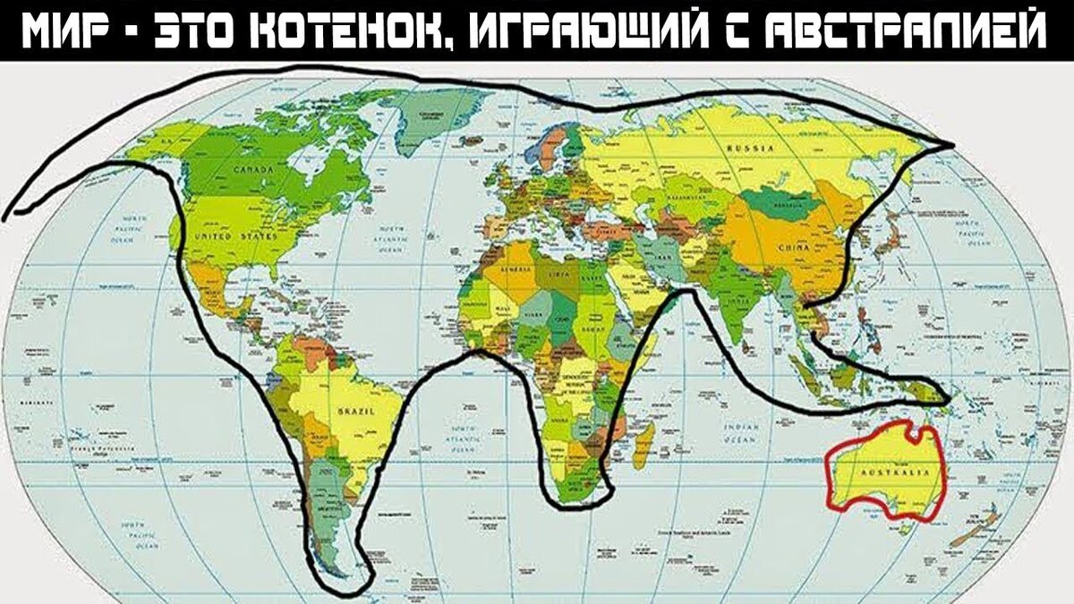 Кот играет с австралией