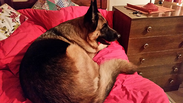 Фото из Яндекса