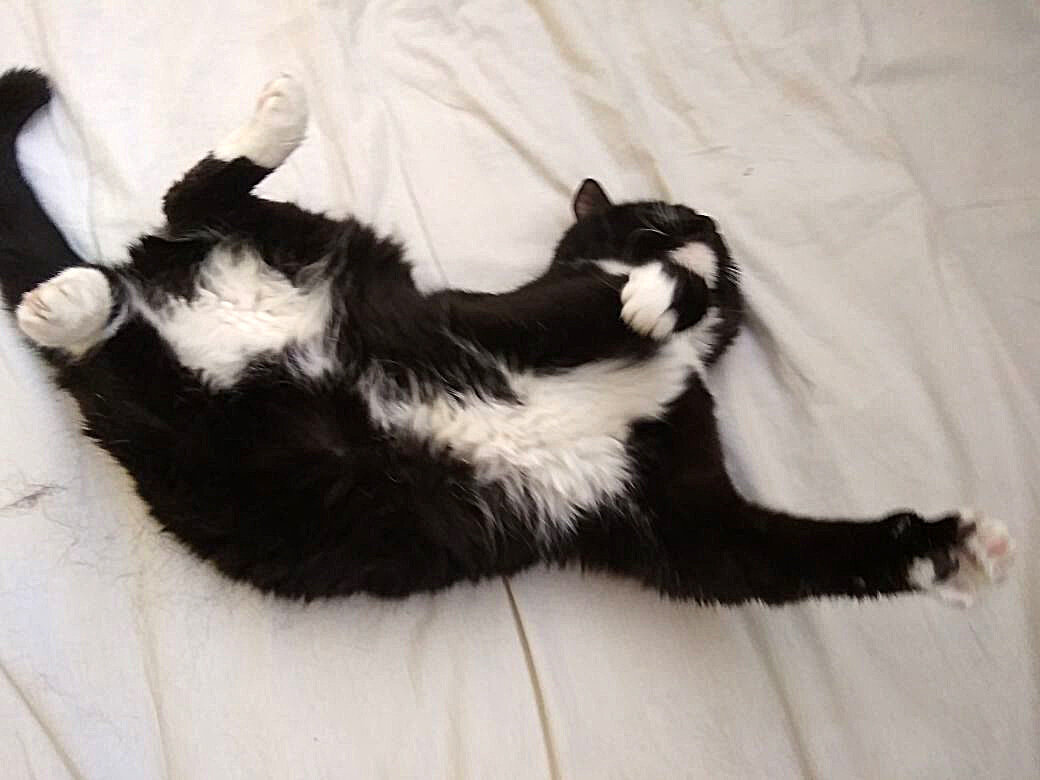 Шерстяная недохомячиха)))