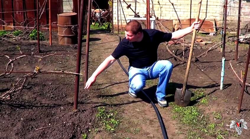 Фото виноградника при разметке системы капельного полива  