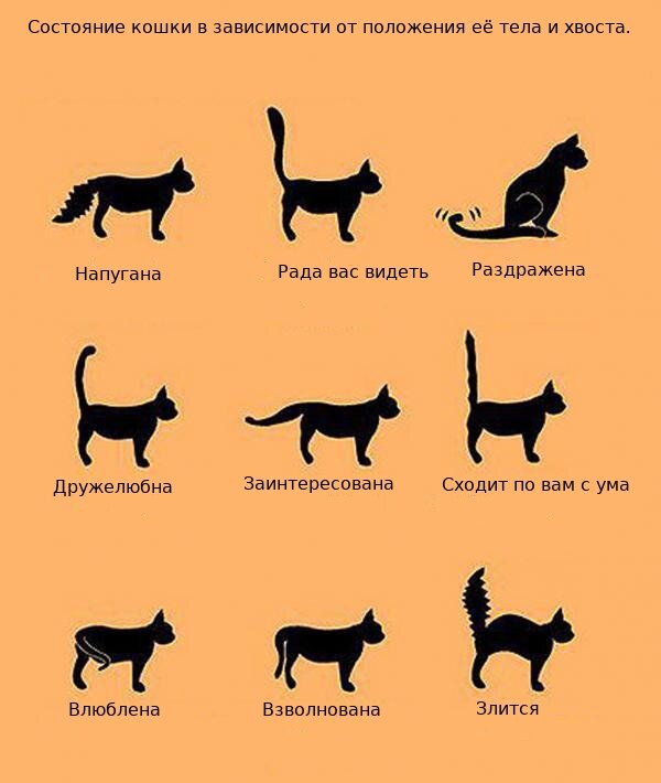 Язык тела кошки в примерах и картинках. | BUDDY! | Дзен