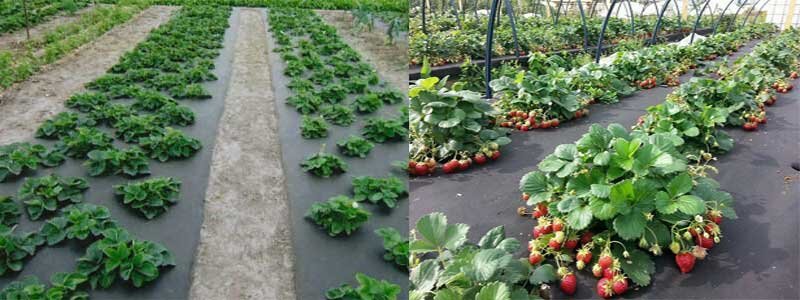 Разметка грядок клубники.