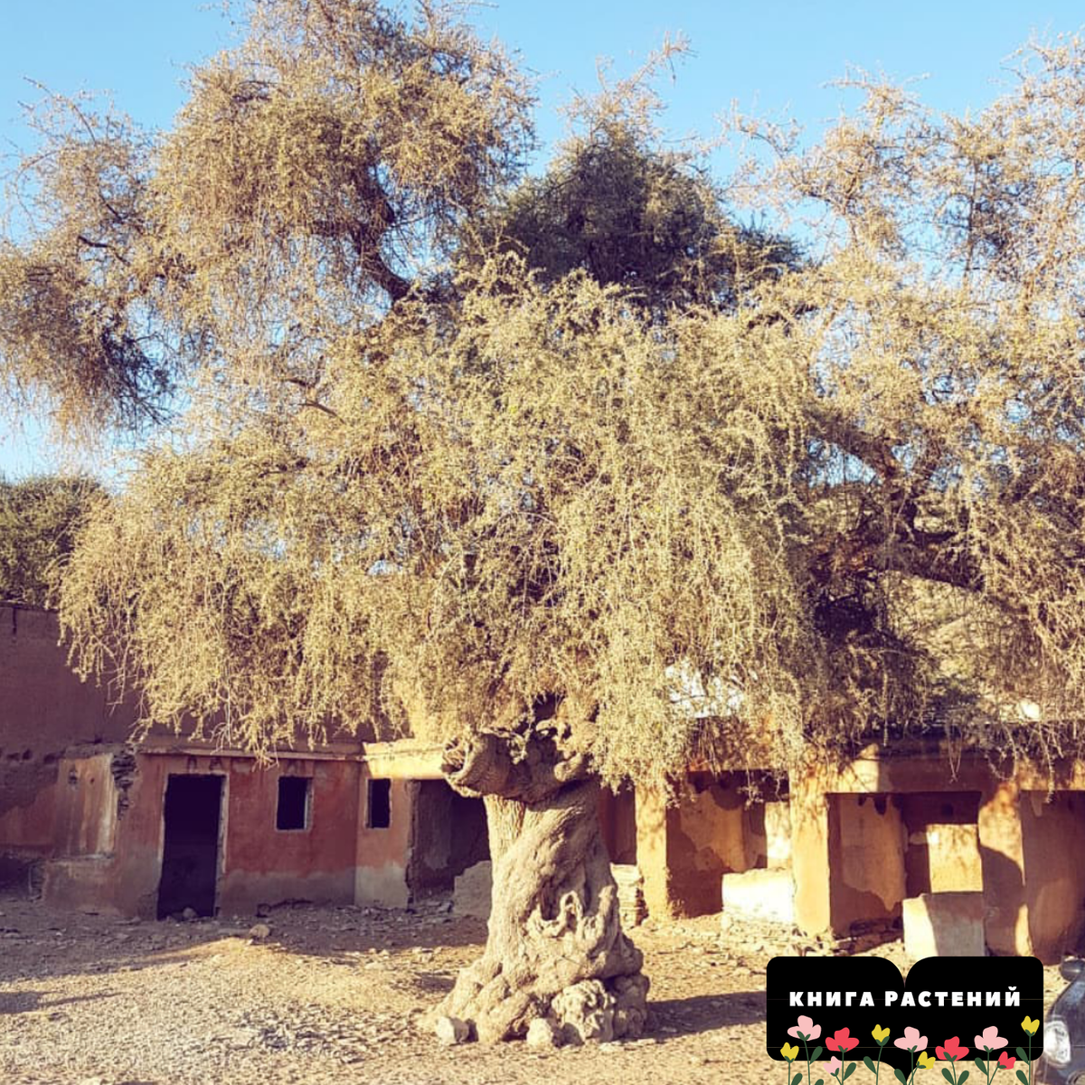 Ну ооочень старая Аргана, возраст указывать не будем - это неприлично...