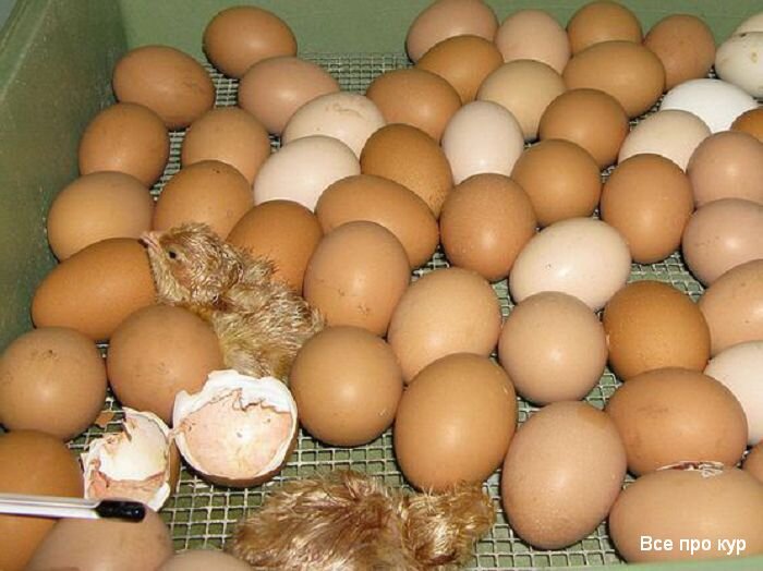Инкубация индюшиных яиц в домашних условиях