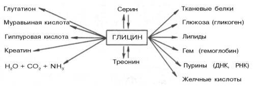 Метаболическая роль глицина.