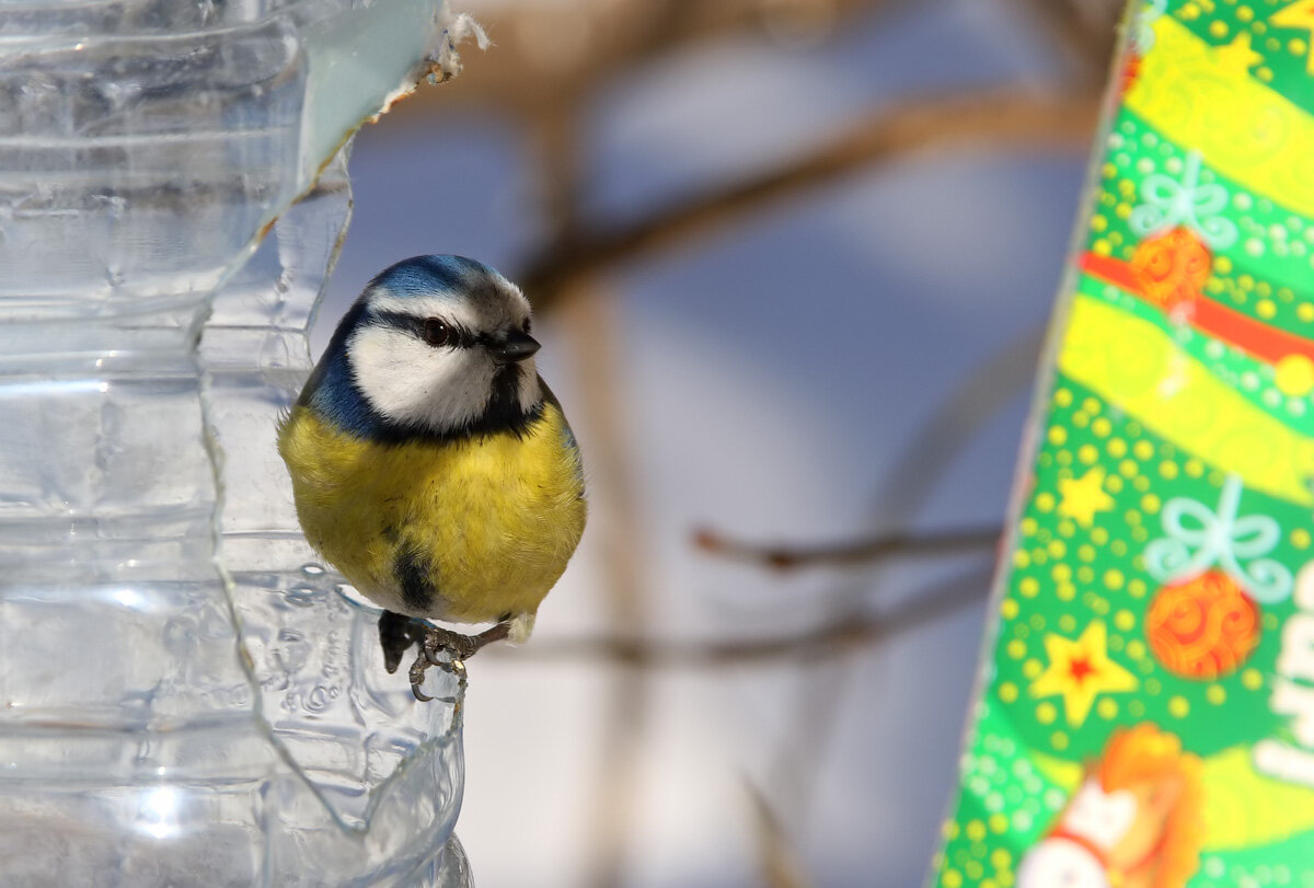 Лазоревка обыкновенная