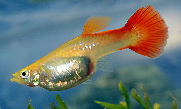 Источник фото: rock-cafe.info